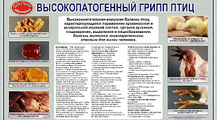 Памятка по птичьему гриппу